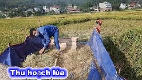 Hình ảnh người nông dân thu hoạch lúa thủ công