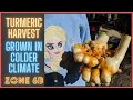 Turmeric Harvest - Grown in Colder Climate