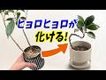 ヒョロヒョロ植物が超カッコよく化ける方法 （ダイソー100円ガジュマル）