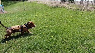 Dandelion Meadow Sniffs by ClydeBasset 149 views 3 weeks ago 6 minutes, 46 seconds