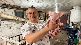 картинка: Переселили их на улицу!🦆🏠☀️ Есть из кого выбрать!🐷