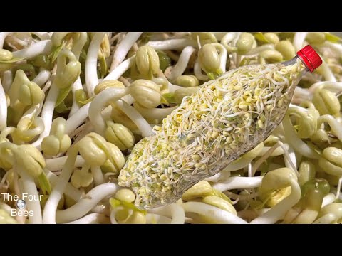 Eng Sub / Grow Bean Sprouts in Plastic Bottle / วิธีเพาะถั่วงอกในขวดพลาสติก สดและกรอบ ภายใน 3 วัน
