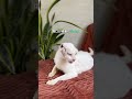 耳がない猫、生きている毎分毎秒が奇跡 thumbnail