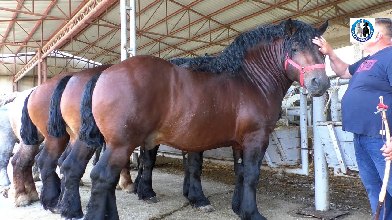 Nova grla JOSIPA ŠARIĆA u Podgoraču kod Našica -