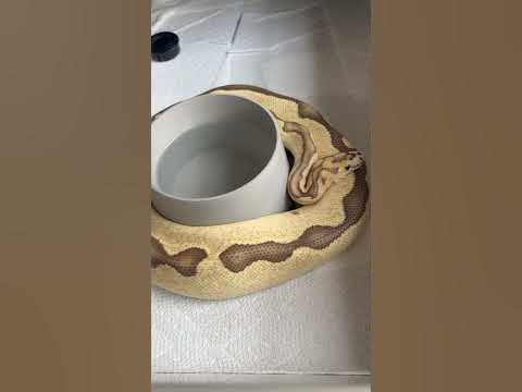 Ball Python Bowl Wrapping / Cooling Down Building Follicles #snake # ...