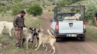 SÜRÜYE GELEN DİŞİ AKBAŞ