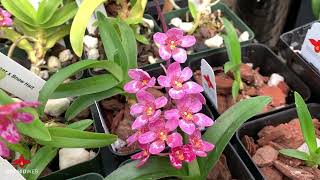 OrchidWeb - Sarcochilus (Ginger x Snow Hart)