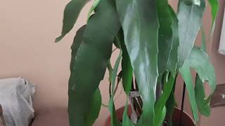 Bir Gecelik Gelin Çiçeği Nasıl Çoğaltılır. Bi̇r Geceli̇k Geli̇n Çi̇çeği̇ Nasil Bakilir.