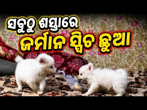 Very Low Price German Spitz puppy available in Odisha