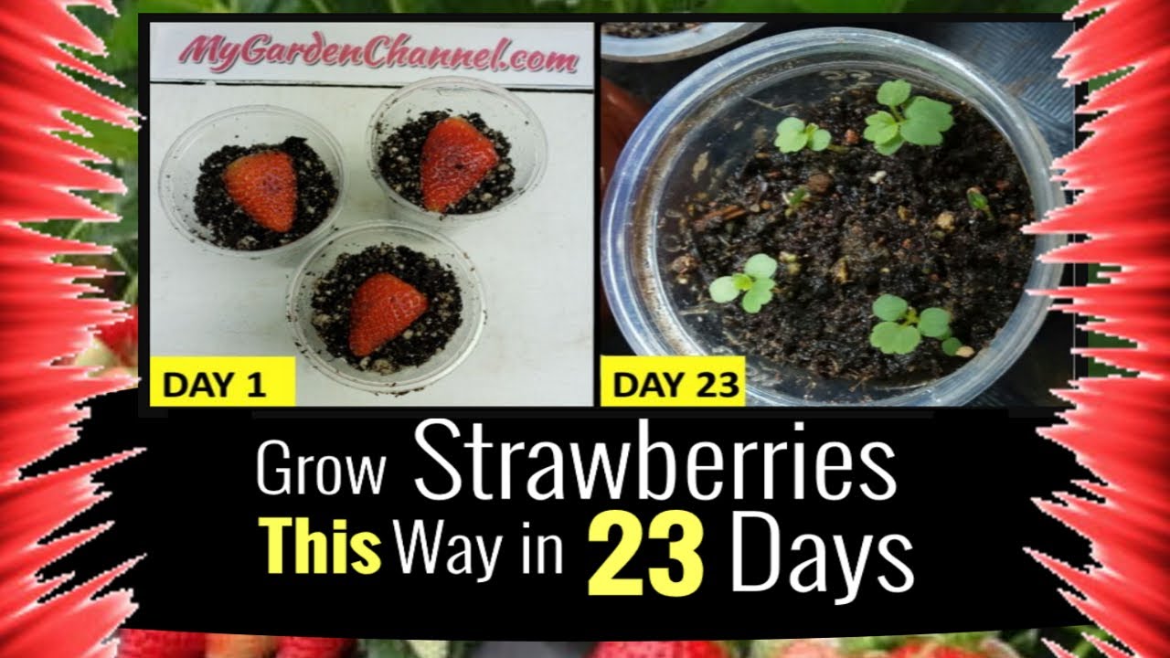 slow release plant fertilizer Slow release fertilizer 18-6-8 formula 270 day formula Feeds 20 6 pot   Green Millennium