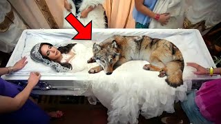 Wolf Didn’t Move Away From Woman. When the Doctor Looked Closer He Immediately Called the Police