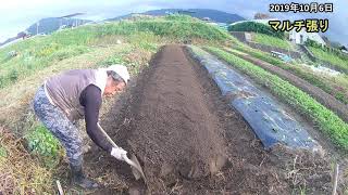 2019100601畝立てマルチ張りと法蓮草中耕#091