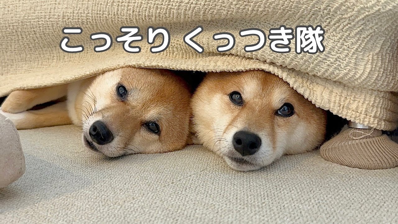 These two Mameshiba sisters were so cute, secretly clinging to