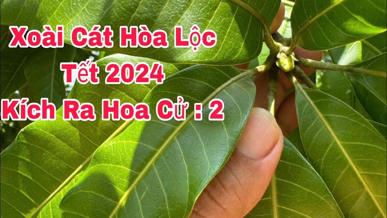 Kích Ra Hoa Cử 2, Xoài Cát Hoà Lộc Tết 2024 | VTK.CHANNEL