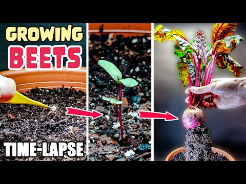Video: Facts About Sfecla - Cât de în altă cresc plantele de sfeclă