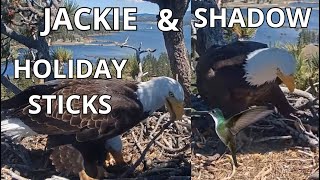 Jackie \& Shadow 🦅🦅❤️ Together in The Nest Again with STICKS 🥢 Hummingbirds \& Jay Visit the Nest!