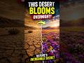 This Desert Comes ALIVE Overnight #facts #shorts