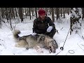 Tales of a trapline ep6  first wolf of the season