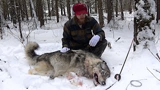 Tales of a Trapline Ep.6 - First Wolf of the Season