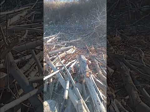 ایلام منطقه میشخاص همه رو بریدن باغدارای گردو که نژادهای برتر مانند چندلر خوشه ای تیپ۷پیوند بزنن