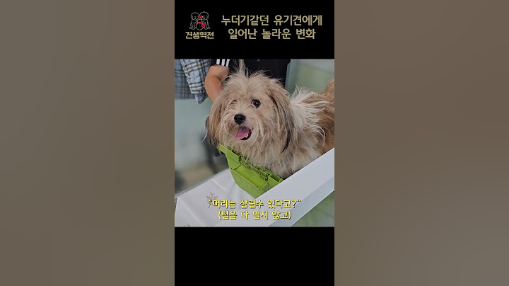 An amazing transformation that happened to an ugly ragged puppy at the local shelter.