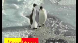 PENGUIN123456789.MPEG