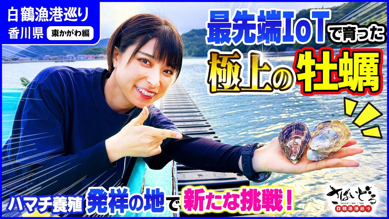これが未来のカキ養殖！最先端IoTで管理する極上の牡蠣とは！？【白鶴漁港巡り 東かがわ編】