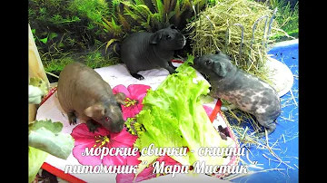 МОРСКИЕ СВИНКИ - ОБРАБОТКА ОТ ПАРАЗИТОВ И СТРИЖЕМ КОГТИ ( ПИТОМНИК 