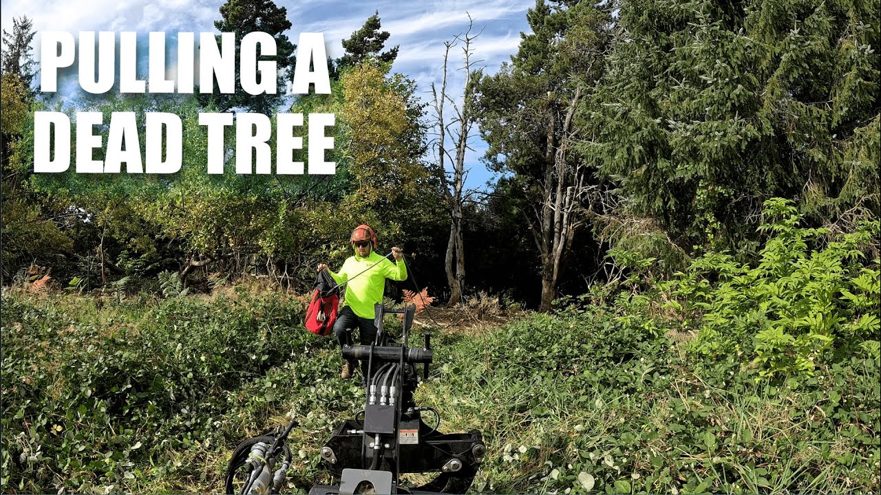 Pulling a Dead Tree Solo | Rigging with Mini Skid Steer - YouTube