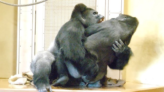 Gorilla qizni sikadi