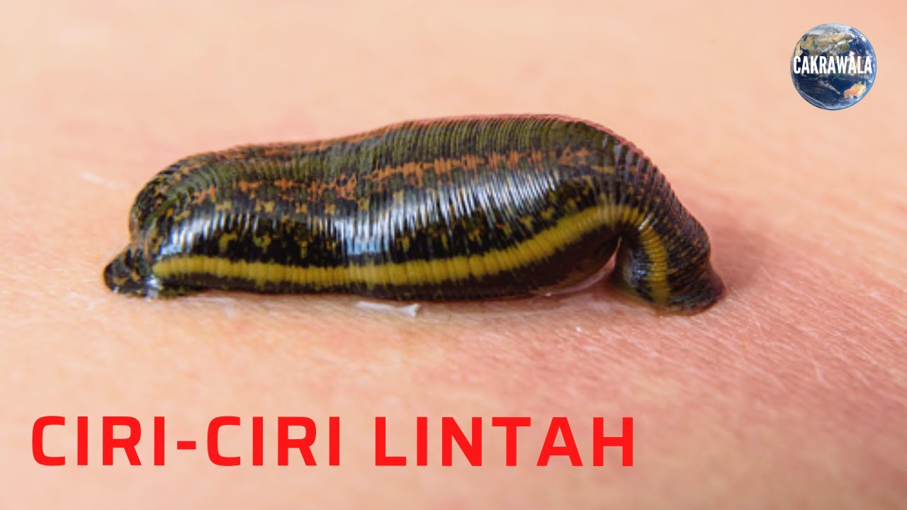 Ciriciri Lintah YouTube