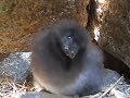 Baby puffin investigates cam  July 22, 2017