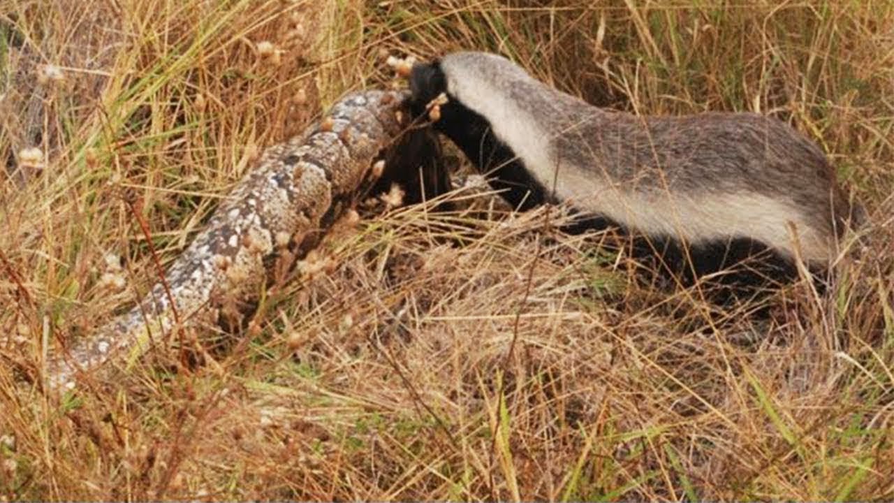 Honey Badger kills Giant Anaconda | CROCODILE, HYENA, SQUIRREL, SNAKE