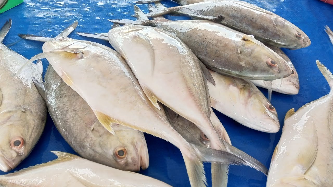 Skill Cutting Fresh Pompano Fish YouTube