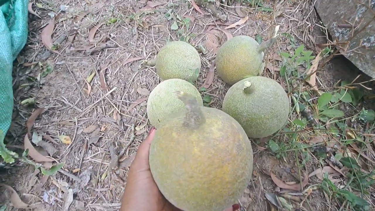 ថ្ងៃស្អែកទៅស្រុកជាំក្សាន្តវិញហើយមកបេះខ្វិតនៅផ្ទះចាស់ស្រុកកំណើត