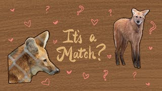 Matchmaking For Maned Wolves | Maddie About Science by NPR's Skunk Bear 28,115 views 5 years ago 4 minutes, 46 seconds