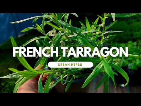 Video: French Tarragon Tshuaj ntsuab - Yuav Ua Li Cas Loj hlob Fabkis Tarragon