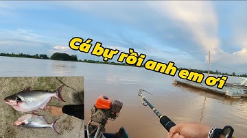 Câu cá vồ đém mùa nước đổ tại An Giang #cauca #fishing #caucavodem #moicauthugichiunoi 