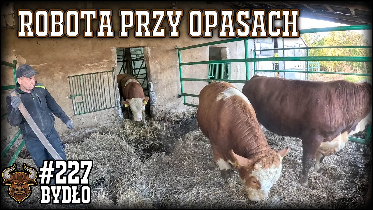 #227 Bydło opasowe - Akcja pod hasłem obornik - zrywamy parkiet i przeganiamy duże sztuki.