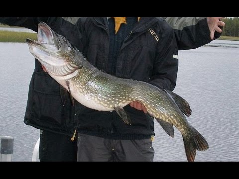 Видеоролик: Коттедж на берегу моря