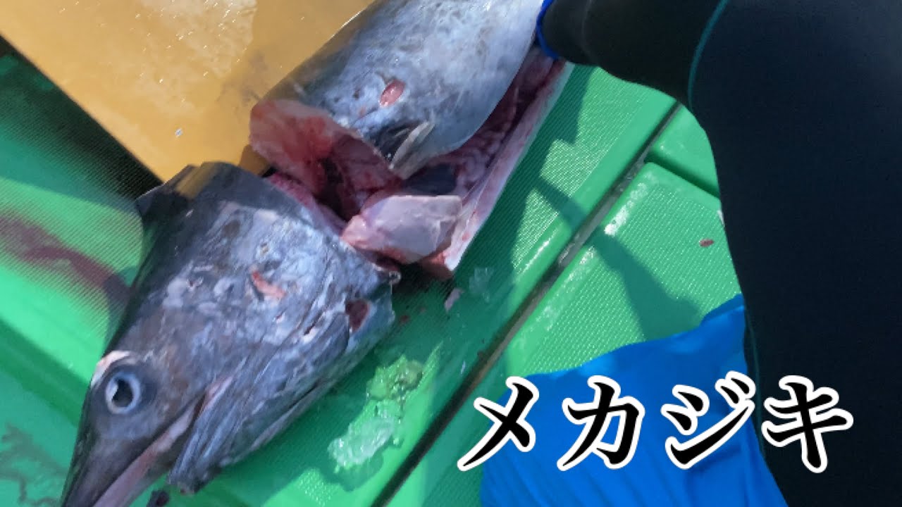 ソデイカ漁でメカジキが釣れたから捌いて出荷する漁師の日常 Youtube