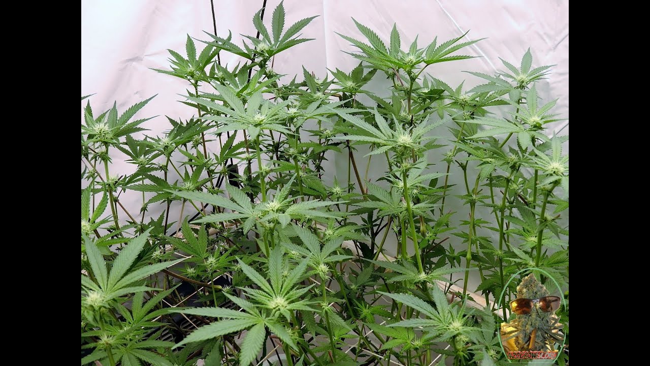 MENDO SCROG DAY 17 LEAF STRIP