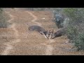Whitetail Deer Fight - Pelea de Venados