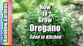 How to Grow Oregano, Seed to Kitchen, Super Easy to Grow and Delish!