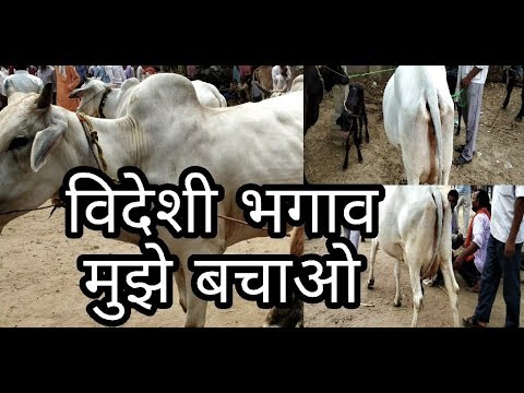 Kushti Wrestling at dangal in Sair Fair Arki himachal P 