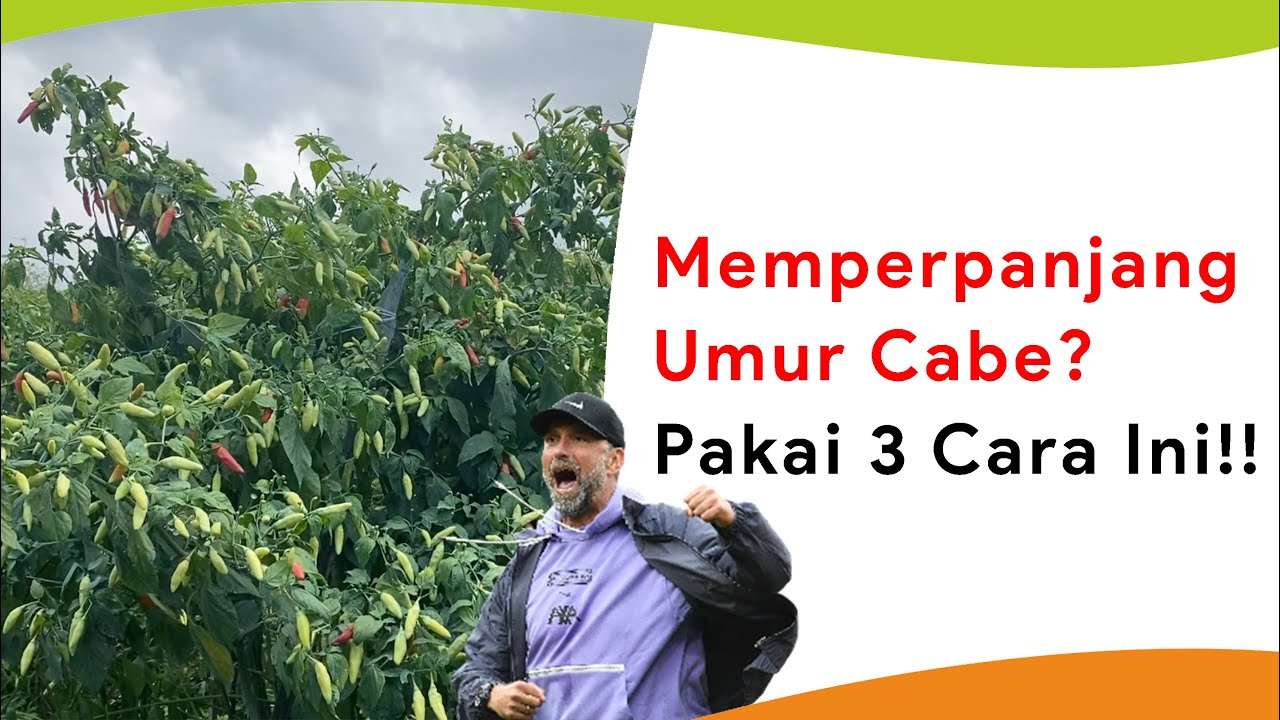 Pupuk Fosfat dan Mikoriza, Umur Cabe Lebih Panjang dengan Akar Lebat