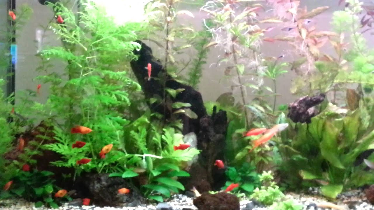 my 300 lt softwater