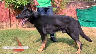 Gurugram ~ Original Working Line German Shepherd