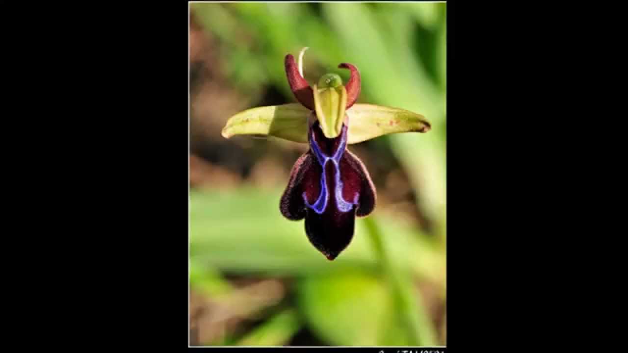 Orchids of Cyprus