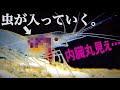 透明のエビの内臓に虫が入っていく様子がスゴかった…